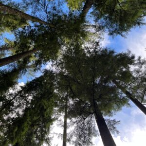 Tall forest trees with lush green foliage under a bright blue sky, viewed from below.