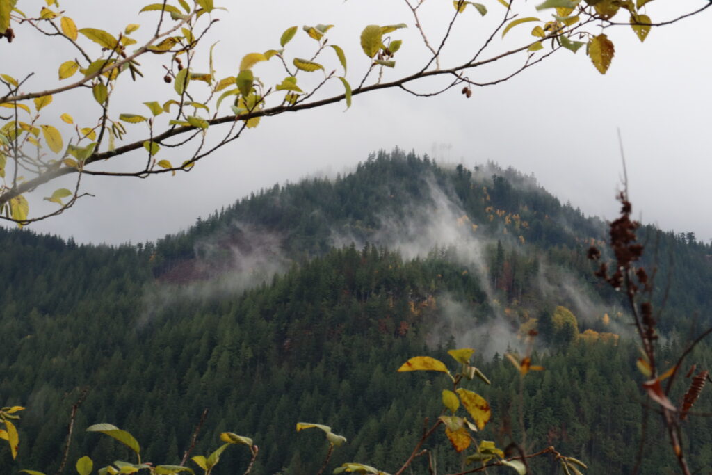 mountain mist with autumn leaves