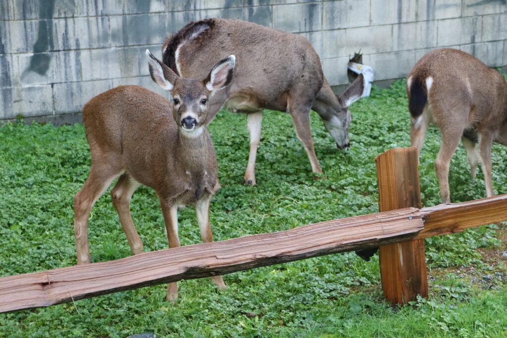 deer grazing near fence and wall