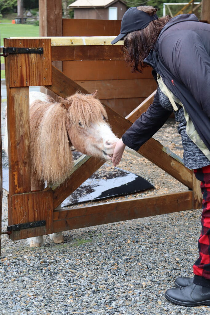farm pony human interaction
