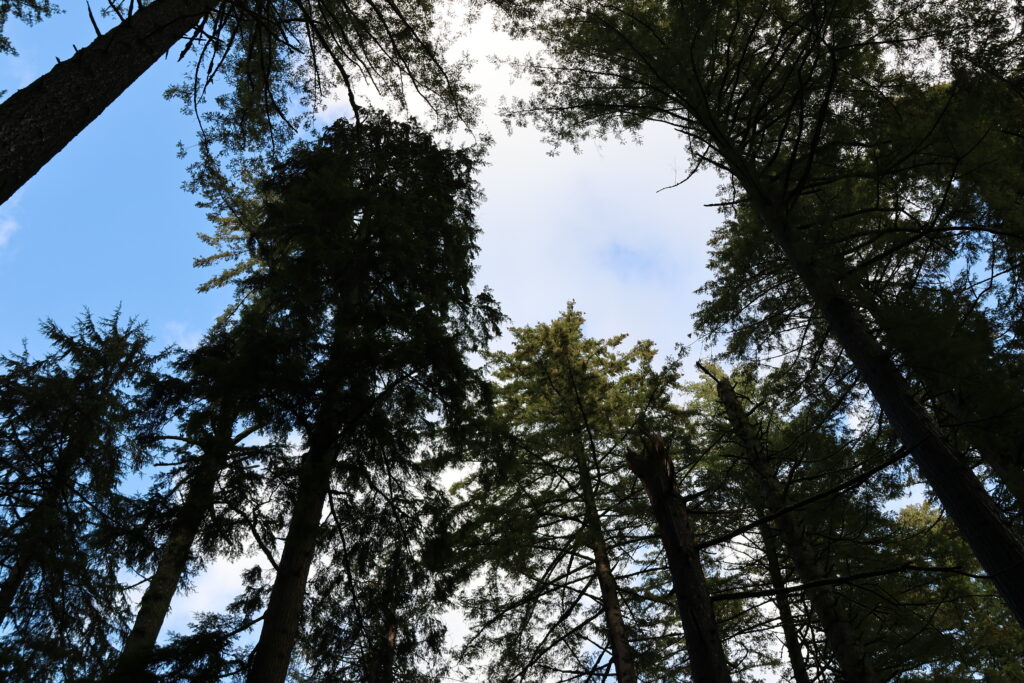 trees